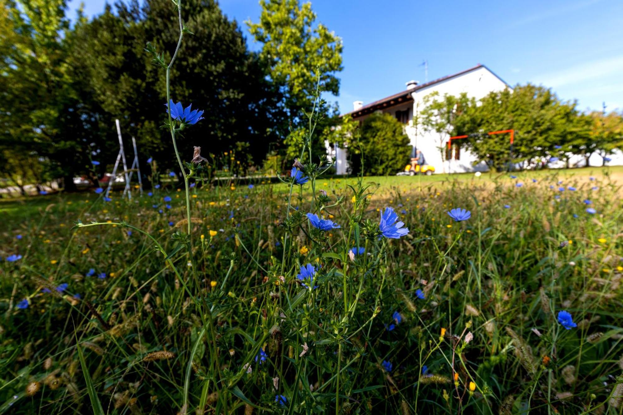 Fiori Di Campo *